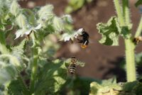 Bienen auf Nektarsuche im Borretsch
